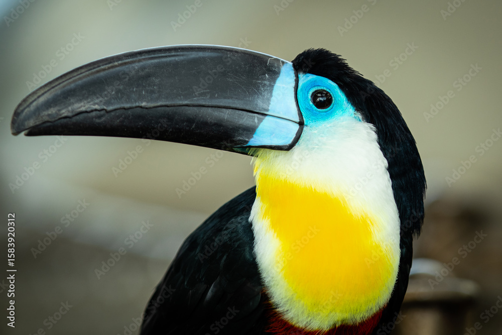 Naklejka premium The white-throated toucan is a near-passerine bird in the family Ramphastidae found in South America throughout the Amazon