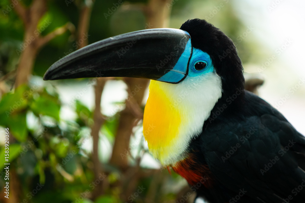 Naklejka premium The white-throated toucan is a near-passerine bird in the family Ramphastidae found in South America throughout the Amazon