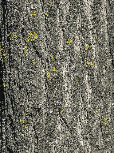 Vector illustration of Japanese pagoda tree bark detail. Latin name is Styphnolobium japonicum, Sophora japonica.
