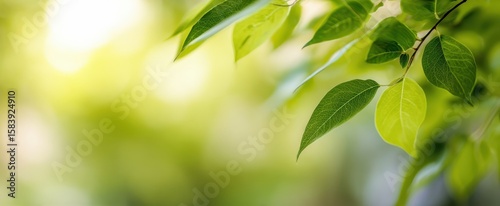 The vibrant green leaves illuminated by soft sunlight in a tranquil outdoor setting.