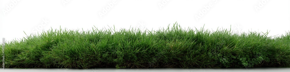 Fototapeta premium Lush green grass turf on white background