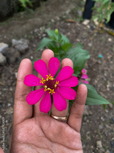 Close up of holding a purple flower with a yellow pistil.