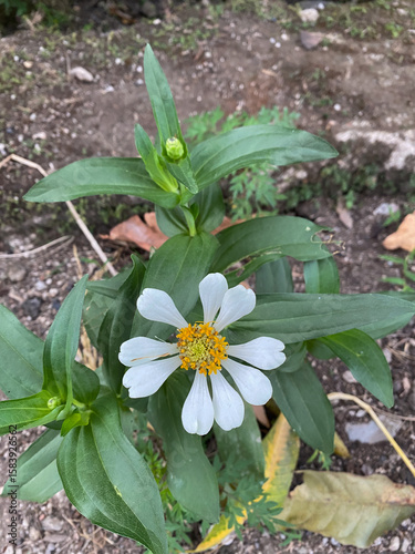 Close up of holding a white flower with a yellow pistil.
