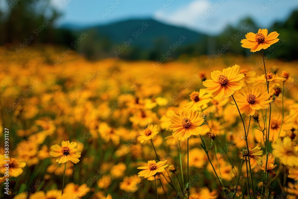 Obraz premium Vibrant Yellow Blooming Sunflower Landscape on a Rolling Hill at Doi Mae