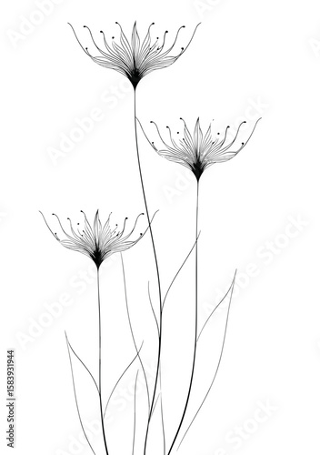 Black line art of flowers with delicate petals on white background  