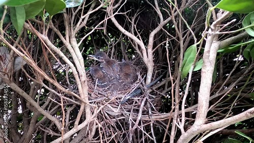 Brown trasher (Toxostoma rufum) . 
One of the videos in the series filmed during the nesting