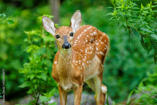 White-tailed deer fawn very attentive and looking directly at the photographer on the edge of the woods near Hartford, Wisconsin in mid-July