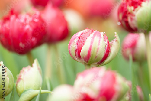wonderful red and green double closed tulips