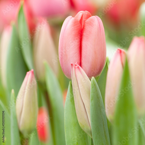 delicate pink tulips in a spring or summer garden or field