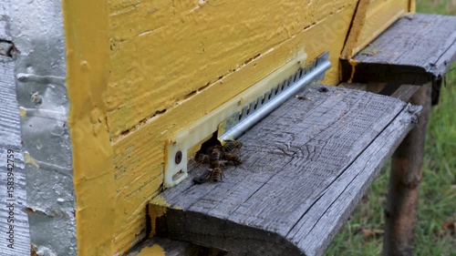Honeybees transporting yellow pollen, accessing wooden hive during summer pollination near rural agricultural landscape