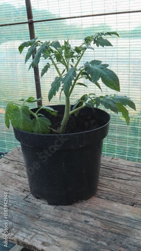 Fragile tomato seedling growing inside climate controlled greenhouse, symbolizing careful agricultural development and green farming practices