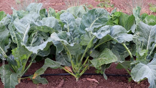 Green collard plants growing vigorously in rich farmland, highlighting healthy crop cultivation and eco friendly agricultural practices
