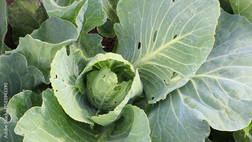 Green cabbage head growing through verdant leaves, displaying natural cultivation patterns in farmland environment