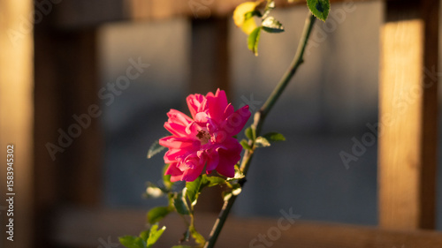 Beautiful flowers in the su...