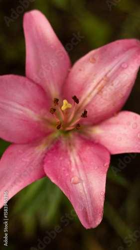 Beautiful flowers in the summer garden, greenery