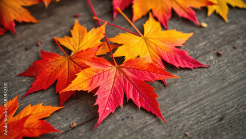 Vibrant Red and Orange Autumn Maple Leaves on Wood Background. Fall Season Imagery