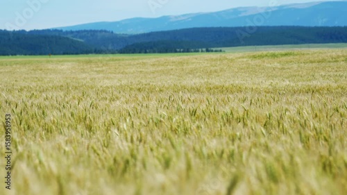 Artistic slow motion wheat dancing in the Montana sun