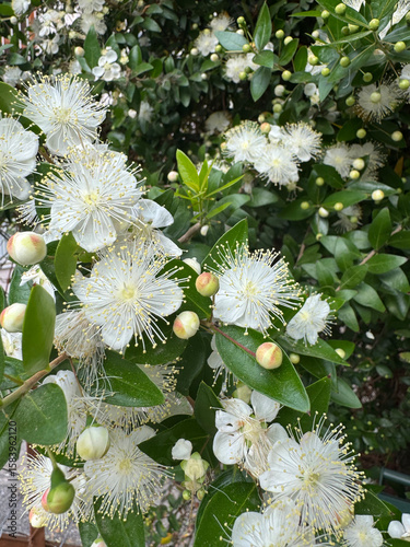 White flowering branches. myrtle High quality photo
