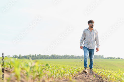 Fototapete Agronomist walking and inspecting crops in corn field