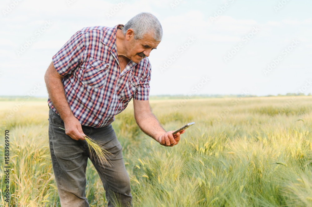 Fototapeta premium Senior farmer examining wheat crop with smartphone in field
