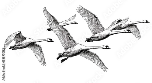 Vintage ink sketch flock of swans flying in V formation – hand drawn black and white illustration doodle vector, engraving svg