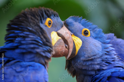 hyacinth macaws in brazil
