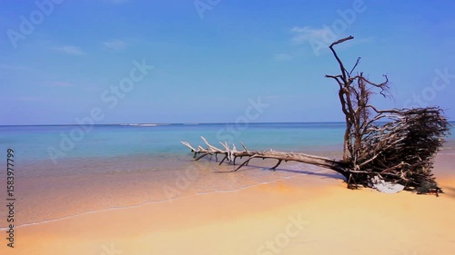 Dead tree trunk on beach