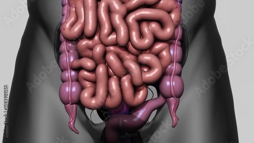 Human digestive system anatomy