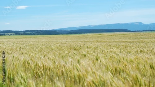 Montana wheat farm dancing in slow motion of a sunny day