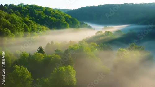 forest fog filling valley at dawn