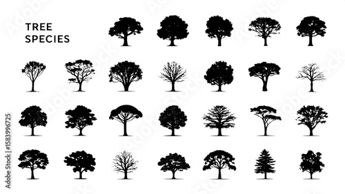 Grid of black-and-white top-down tree silhouettes labeled by species. Silhouettes are solid black, while species names appear in minimalist sans-serif font below each shape. Background is white and un