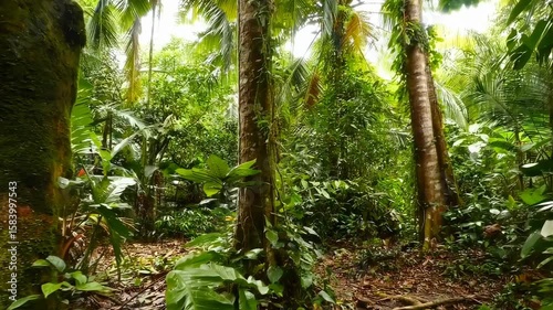 dense tropical jungle under bright daylight vibrant greenery