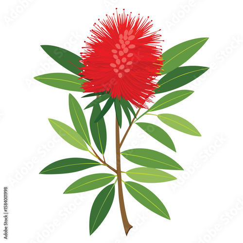 Tableau sur toile dwarf bottlebrush Tree