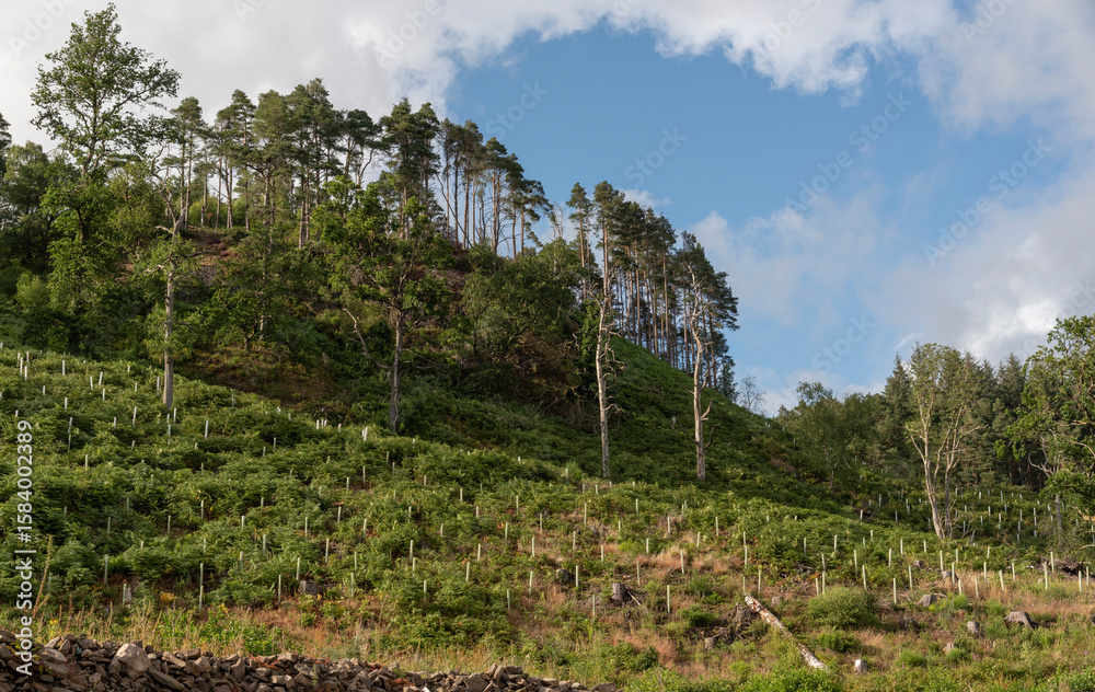 Fototapeta premium Bulmaha Loch Lomond Scotland UK. 06.07.2025. Newly planted trees on hillside which overlooks Loch Lomond Scotland UK