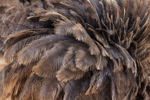 Close-up Detail of Ostrich Feathers, Providing a Textured Background