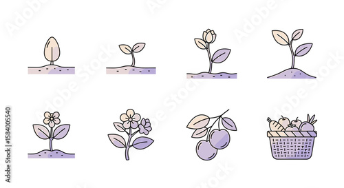 Depicts plant growth stages from seed to harvest with plums and basket of produce illustration