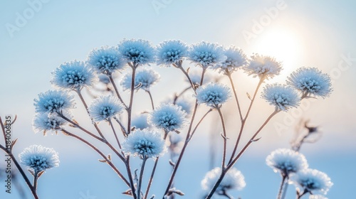 Frosty winter flowers sunrise landscape