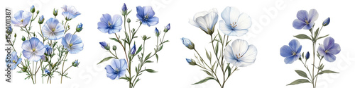 Delicate Blooms: A close-up capture of elegant sprigs, presenting a collection of enchanting blue and white flax blossoms, conveying the delicate beauty of botanical wonders. isolated transparent