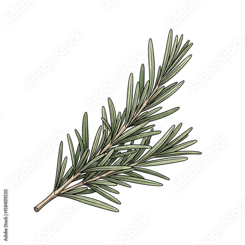 Rosemary Herb Botanical Illustration on White Backdrop