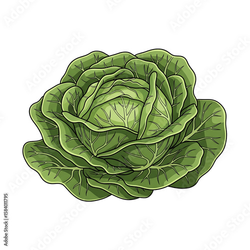 Fresh Green Cabbage Head Illustration for Culinary Use
