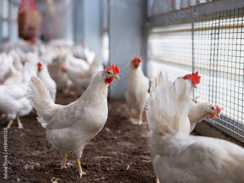 Quadro em tela Two white hens standing prominently in modern poultry facility with wire mesh ba