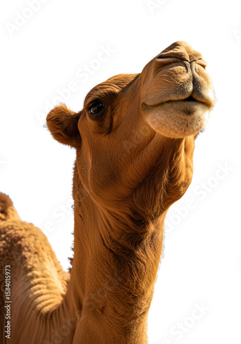 Close-up of dromedary camel head on transparent background PNG