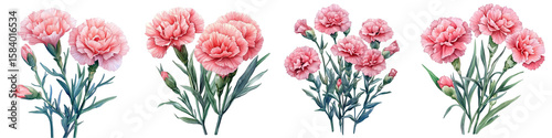Carnation Bouquet: A stunning display of vibrant pink carnations blossoms against a soft backdrop, showcasing the intricate details , textures of nature's artistry. Isolated on Transparent Background