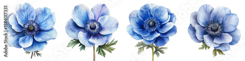 Ethereal Blooms in Blue Hues: A collection of exquisite blue anemone flowers, showcasing their delicate petals and intricate details. Perfect for adding a touch of elegance on Transparent Background