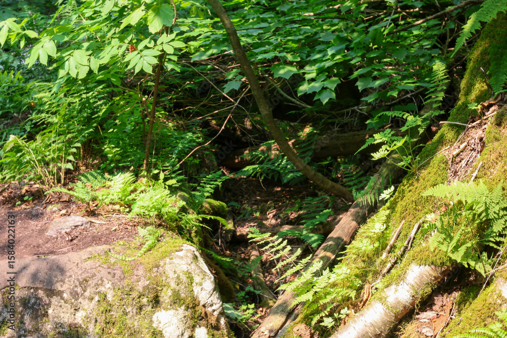 Obraz premium fern in the forest