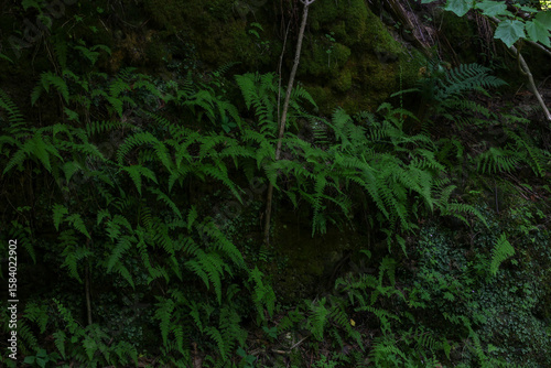 green moss in the forest
