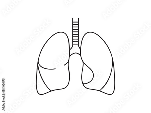 Illustration of human lungs with trachea in line art. A medical illustration for pulmonology, respiratory system, or anatomical study