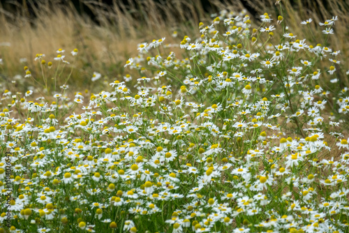 Echte Kamille (Matricaria chamomilla) am Feldrand
