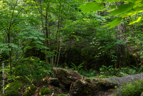 green forest in the morning