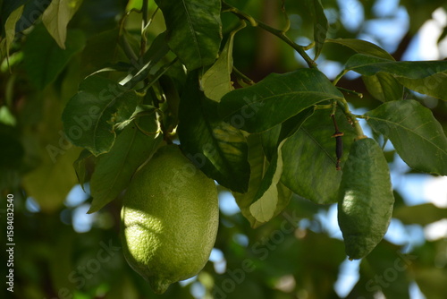 Green large lemon lime fruits on tree with leaves in garden